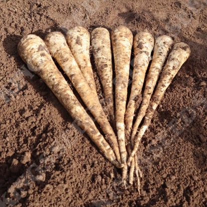 Picture of Parsnip Pegasus F1